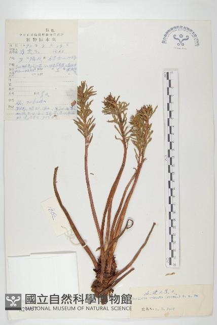 壯健紅景天藏品圖，第1張