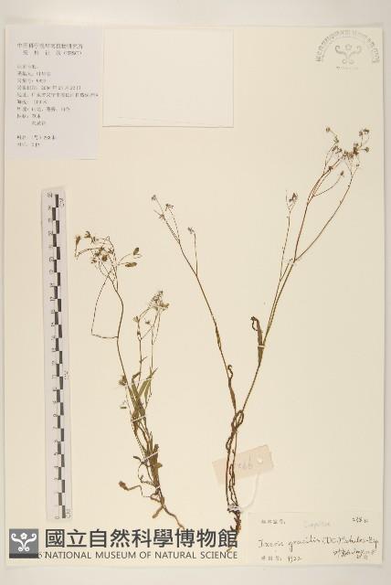 細葉苦實藏品圖，第1張