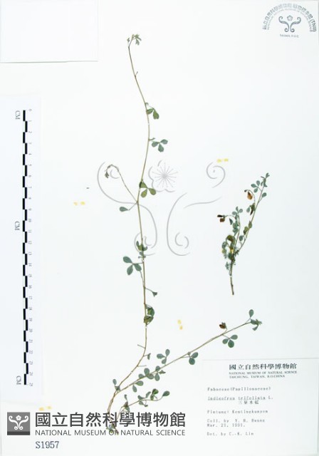 三葉木藍藏品圖，第1張