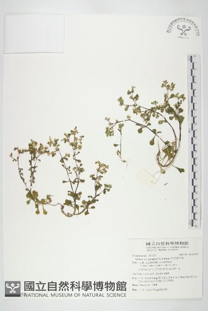 星果佛甲草藏品圖，第1張