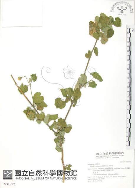 冬葵子藏品圖，第1張