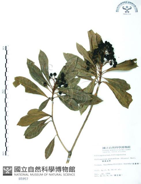七里香、台灣海桐藏品圖，第1張