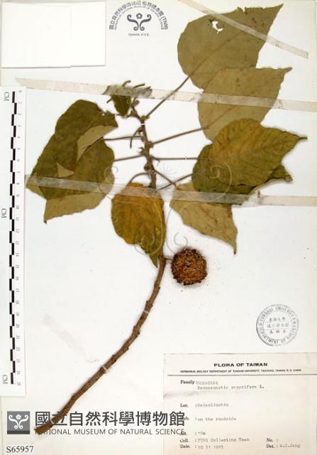 構樹藏品圖，第1張