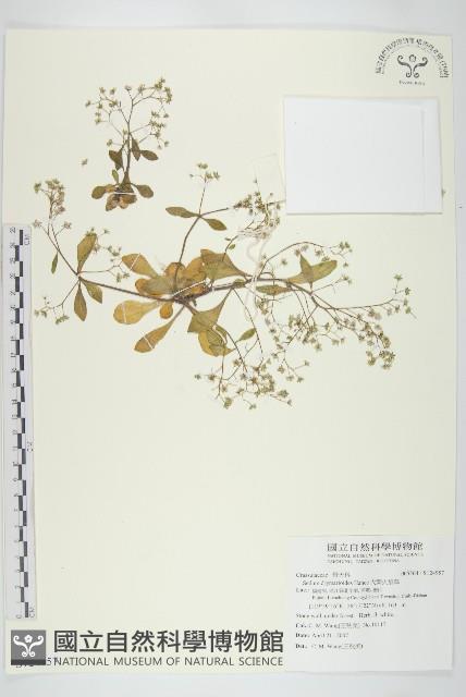 大葉火焰草藏品圖，第1張