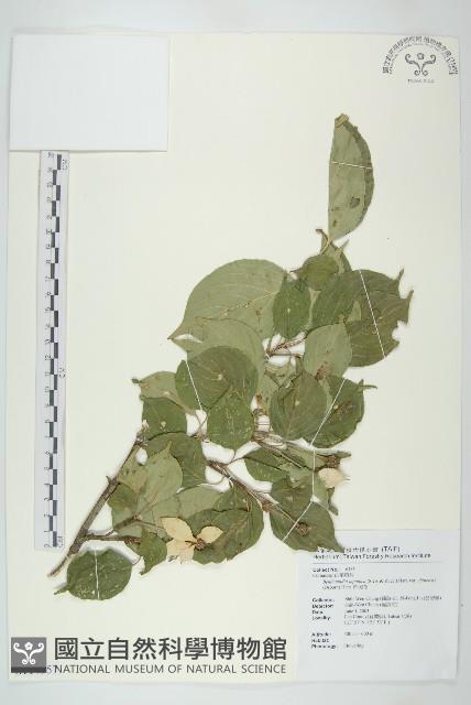 四照花藏品圖，第1張