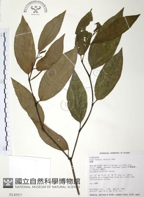 風藤藏品圖，第1張