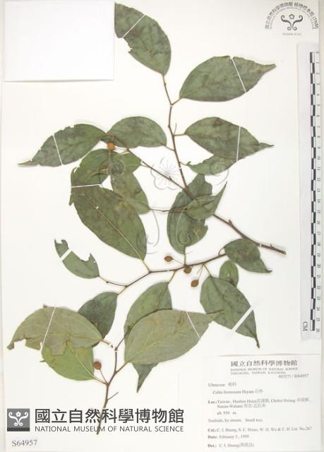 石朴藏品圖，第1張