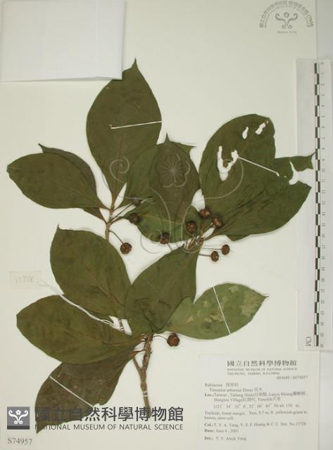 貝木藏品圖，第1張