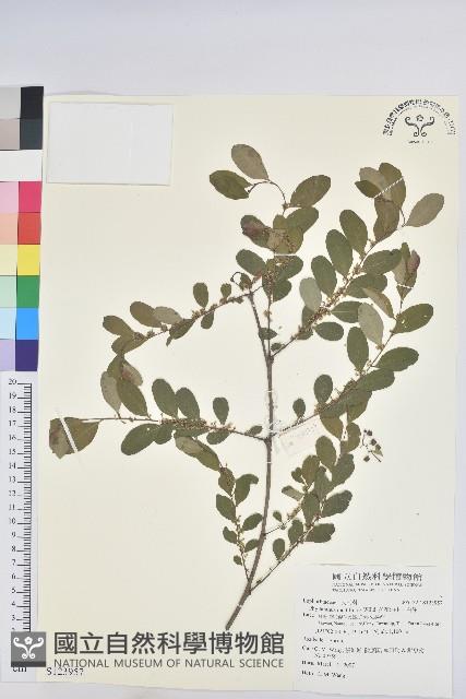 多花油柑、白仔藏品圖，第1張