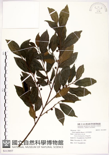 菲律賓榕藏品圖，第1張