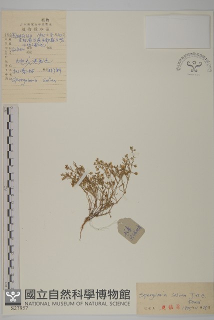 擬漆姑藏品圖，第1張