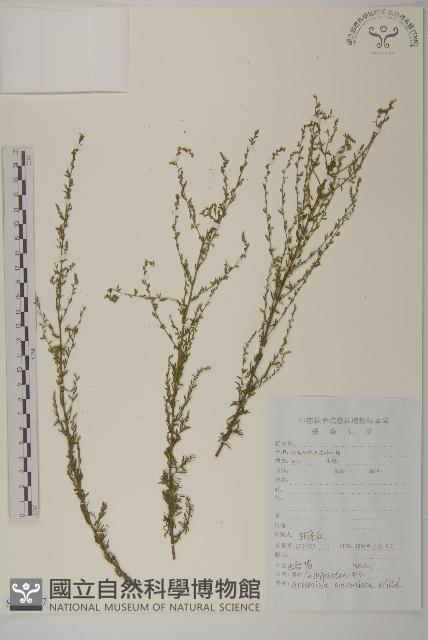 大耔蒿藏品圖，第1張