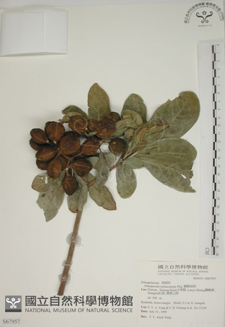 蘭嶼海桐藏品圖，第1張