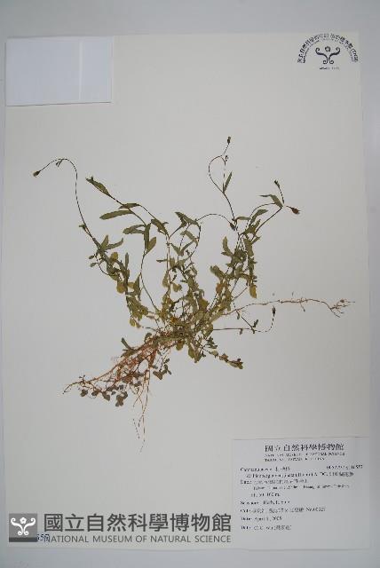 細葉蘭花參藏品圖，第1張