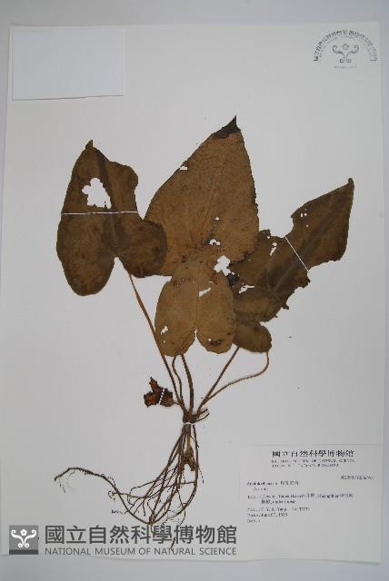 登錄號:S036557藏品圖，第1張