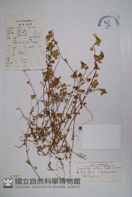 脹萼藍鐘花藏品圖，第1張