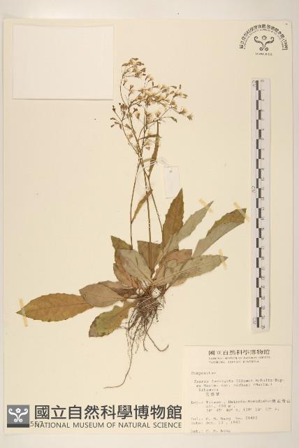 刀傷草藏品圖，第1張