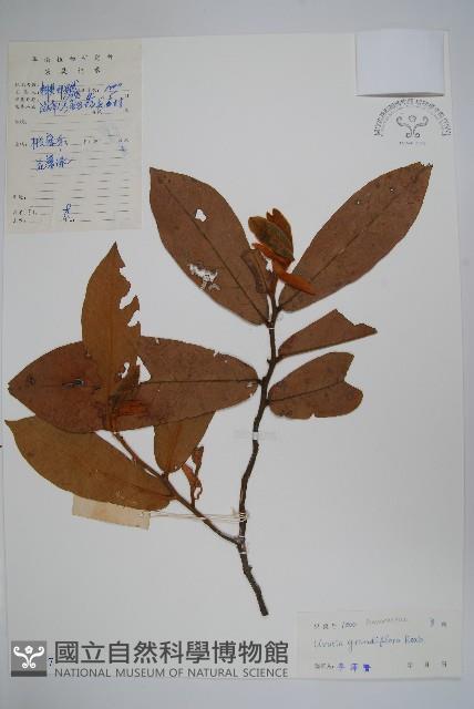 山椒子藏品圖，第1張