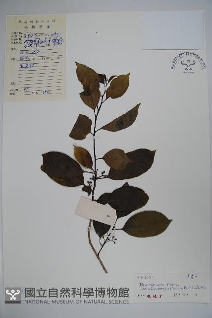 細果鐵冬青藏品圖，第1張