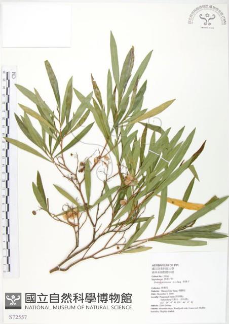 車桑子藏品圖，第1張