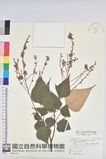 白匏子藏品圖，第1張