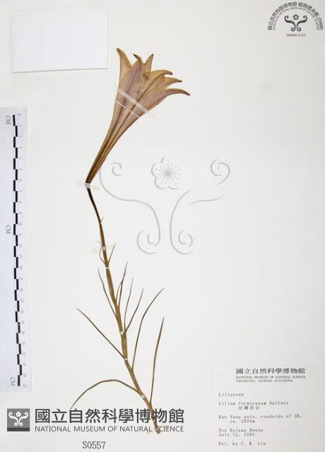 臺灣百合藏品圖，第1張