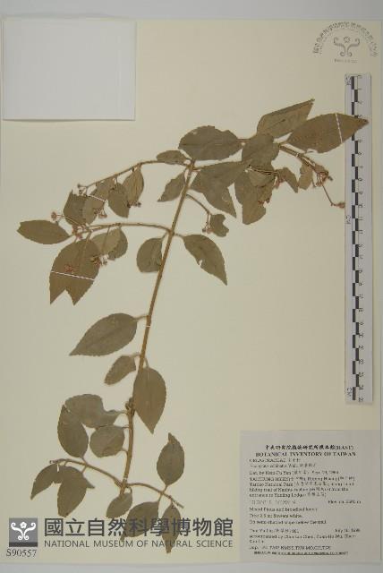 刺果衛矛藏品圖，第1張