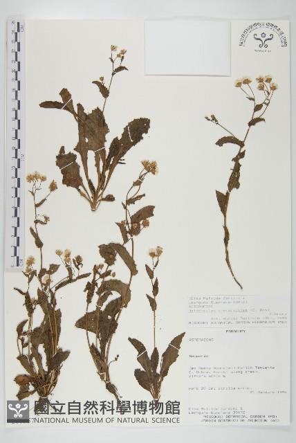 登錄號:S080557藏品圖，第1張