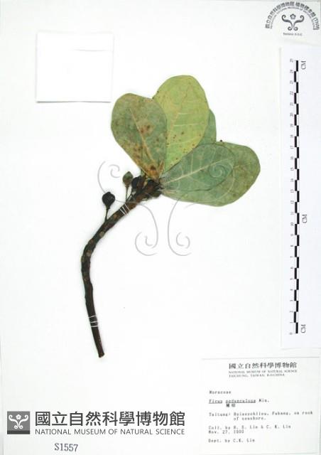 蔓榕藏品圖，第1張