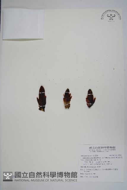 刀傷草藏品圖，第1張