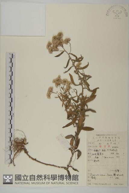 香青藏品圖，第1張