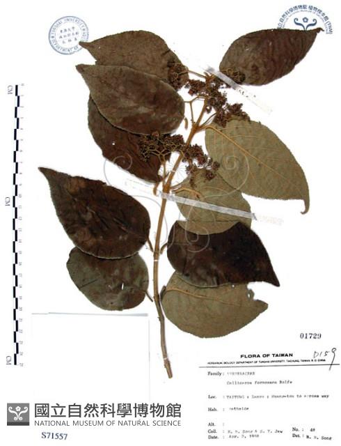 杜虹花，台灣紫珠藏品圖，第1張