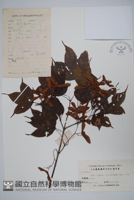 鈍角三峽槭藏品圖，第1張