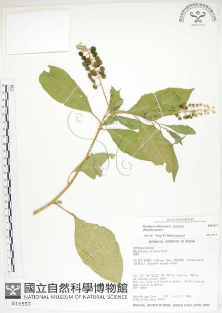 美洲商陸藏品圖，第1張