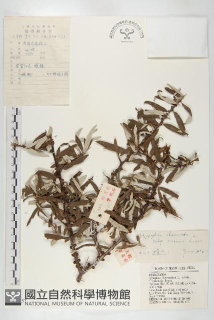 醋柳藏品圖，第1張