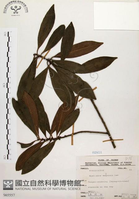 大明橘藏品圖，第1張