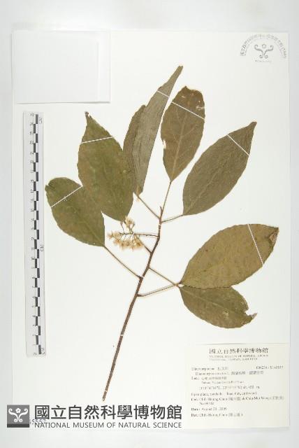 錫蘭橄欖、鋸葉杜英藏品圖，第1張