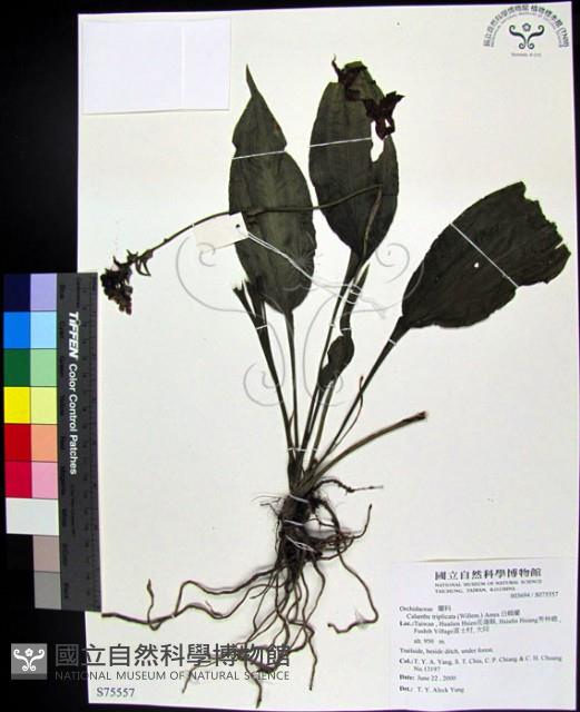 細點根節蘭藏品圖，第1張