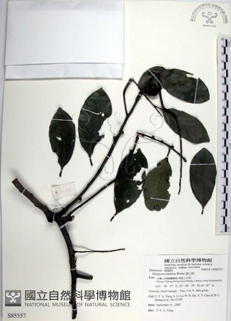 黃心柿藏品圖，第1張