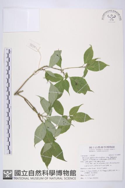 臺灣青莢葉藏品圖，第1張