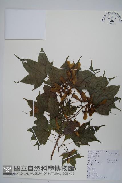 五裂槭藏品圖，第1張