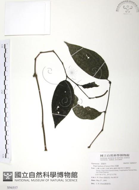 風藤藏品圖，第1張
