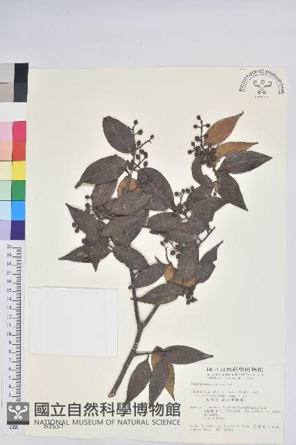 珍珠花、長尾葉越橘藏品圖，第1張