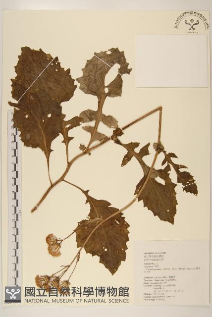 黃花三七草藏品圖，第1張