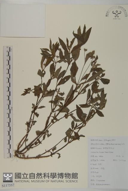 鱧腸藏品圖，第1張