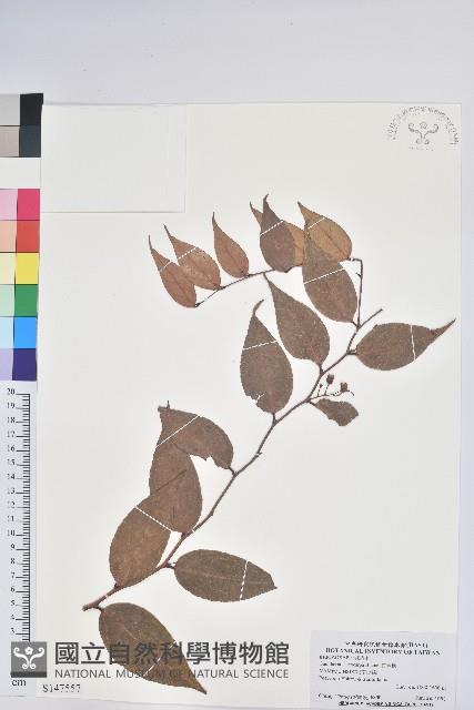 白果白珠藏品圖，第1張