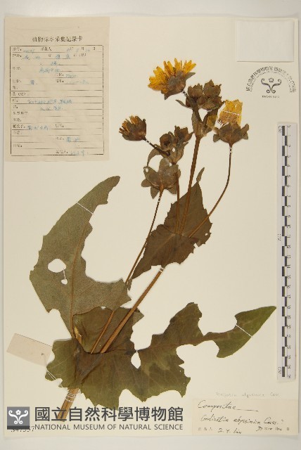 小油菊藏品圖，第1張