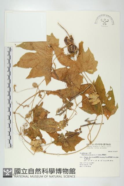 雙輪瓜藏品圖，第1張