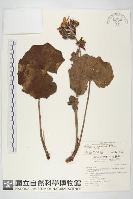 山菊藏品圖，第1張