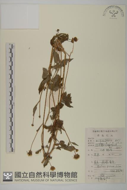 白花鬼針藏品圖，第1張